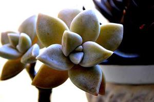 人民川麻圈凉山跑得快