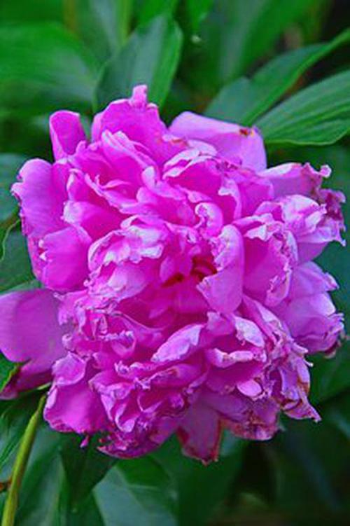 彩票手机上买安全吗_手机买彩票合法吗如何处罚_使手机怎么买彩票