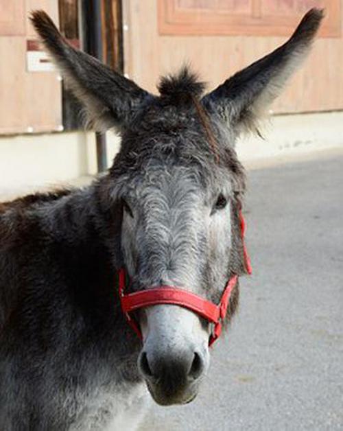 癞子斗地主官方版