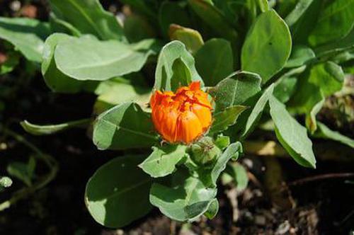 竞赛啊,汽车跑得快也是人的胜利啊;有了阿法狗我们还是会举办围棋比赛