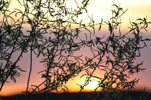 4,虎子终究还是无法当着苏铭的面,去把那本兽皮上的内容与秃毛鹤一起