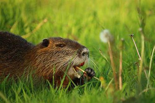 手机版天地癞子斗地主