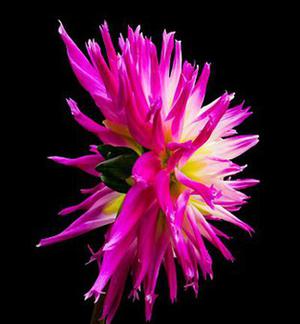 四川快乐12大彩鲸