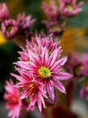 重组链激酶治疗下肢深静脉血栓形成疗效观察