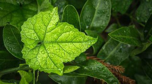 好彩0567软件下载